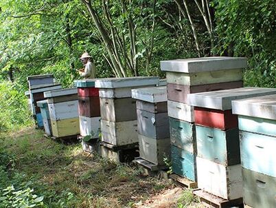 Sunswick Farm Beekeeping
