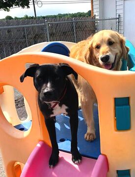 Stay and Play Doggie Daycare Puppies